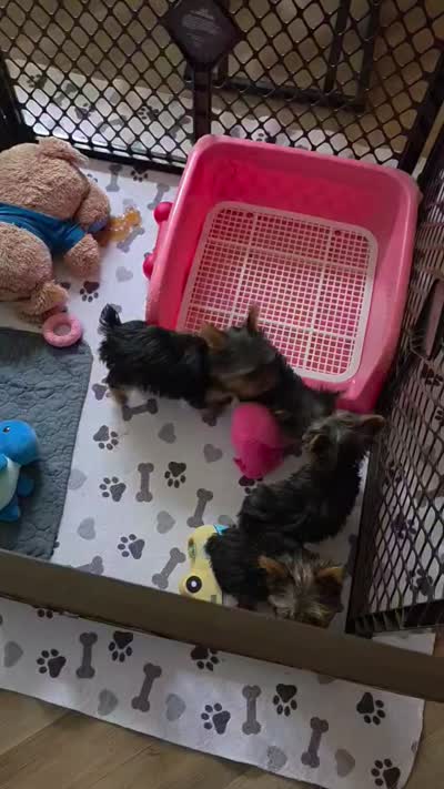 AKC Midnight (Teacup), a male Yorkshire Terrier for sale in Valparaiso, IN – 8 of 8