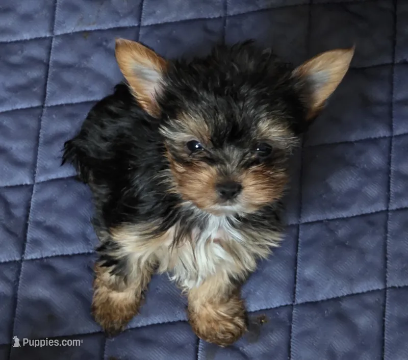 AKC Midnight (Teacup) – Yorkshire Terrier puppy for sale in Valparaiso, IN