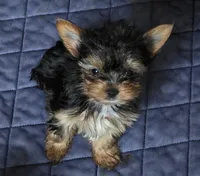 AKC Midnight (Teacup), a male Yorkshire Terrier for sale in Valparaiso, IN – 7 of 8