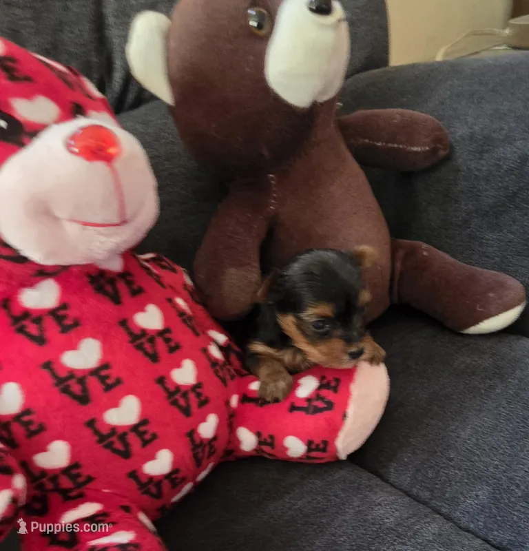 AKC BEAR  – Yorkshire Terrier puppy for sale in Valparaiso, IN