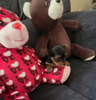 AKC BEAR , a male Yorkshire Terrier for sale in Valparaiso, IN – 4 of 7