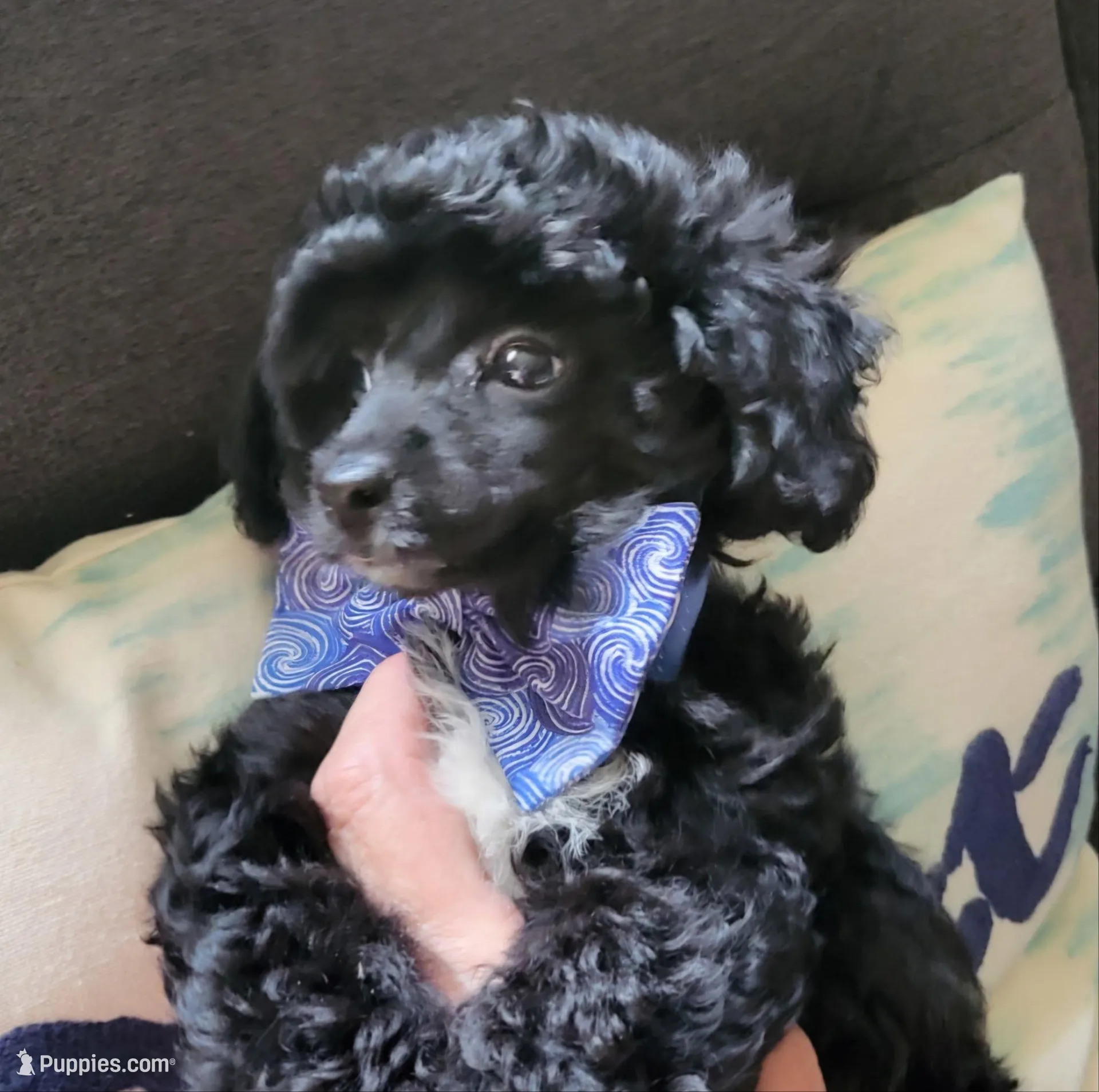 CKC HALO, a female Poodle - Toy  for sale in Valparaiso, IN – Photo 6 of 6
