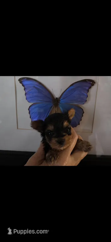 AKC NUGGET  – Yorkshire Terrier puppy for sale in Valparaiso, IN