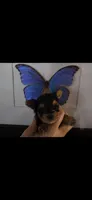 AKC NUGGET (Teacup), a male Yorkshire Terrier for sale in Valparaiso, IN – 1 of 7
