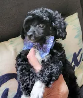 AKC Peaches , a female Poodle - Toy  for sale in Valparaiso, IN – 6 of 6
