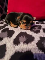 AKC BEAR , a male Yorkshire Terrier for sale in Valparaiso, IN – 5 of 7