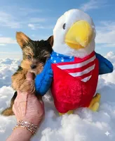 AKC Midnight (Teacup), a male Yorkshire Terrier for sale in Valparaiso, IN – 3 of 8