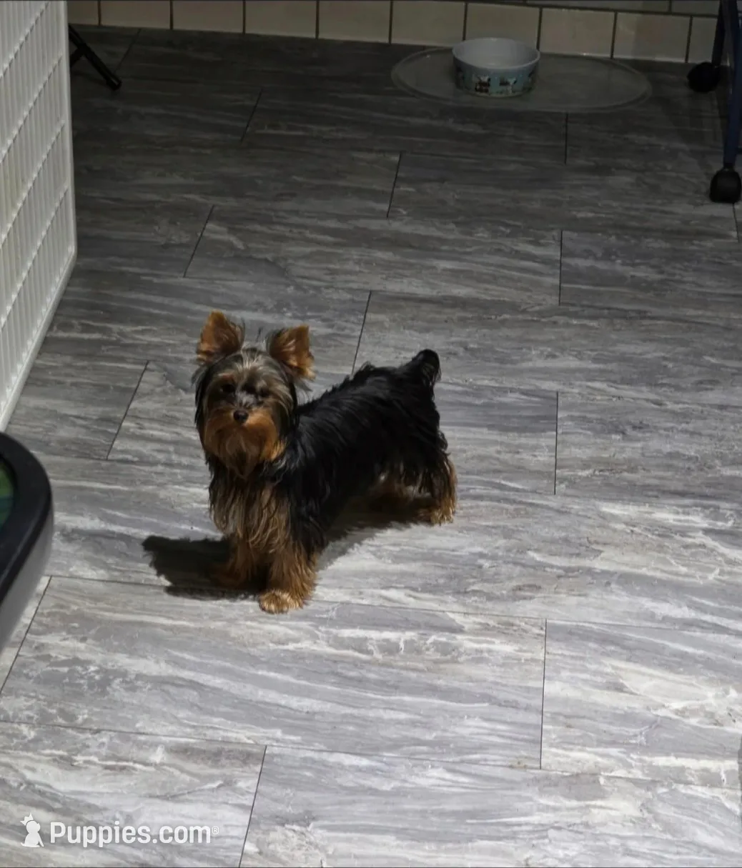 AKC NUGGET , a male Yorkshire Terrier for sale in Valparaiso, IN – 6 of 6