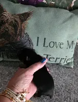 Midnight, a male Yorkshire Terrier for sale in Valparaiso, IN – 2 of 4