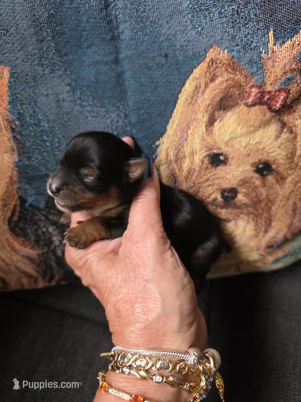 Midnight – Yorkshire Terrier puppy for sale in Valparaiso, IN