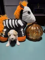 Zero (Tiny), a male Poodle - Toy  for sale in Valparaiso, IN – 2 of 3