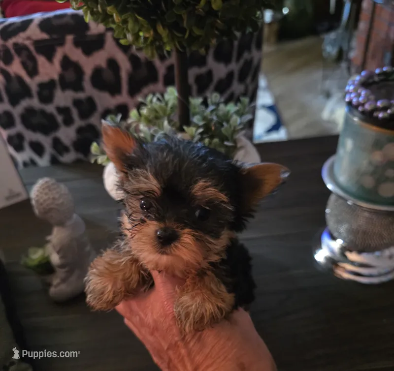 AKC Puppy (Teacup) – Yorkshire Terrier puppy for sale in Valparaiso, IN