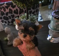 AKC Puppy (Teacup), a male Yorkshire Terrier for sale in Valparaiso, IN – 1 of 3