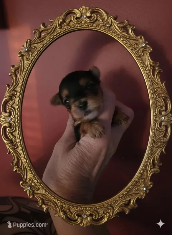 AKC Midnight  – Yorkshire Terrier puppy for sale in Valparaiso, IN