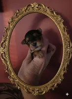 AKC Midnight (Teacup), a male Yorkshire Terrier for sale in Valparaiso, IN – 1 of 6