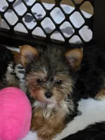 AKC Midnight (Teacup), a male Yorkshire Terrier for sale in Valparaiso, IN – 6 of 8