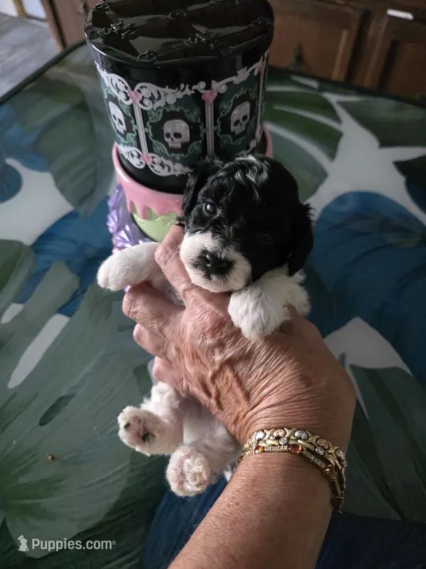 AKC JACK – Poodle - Toy  puppy for sale in Valparaiso, IN