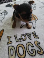AKC RAVEN (Tiny), a female Yorkshire Terrier for sale in Valparaiso, IN – 6 of 10