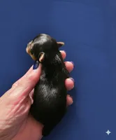 AKC Midnight , a male Yorkshire Terrier for sale in Valparaiso, IN – Photo 2 of 6