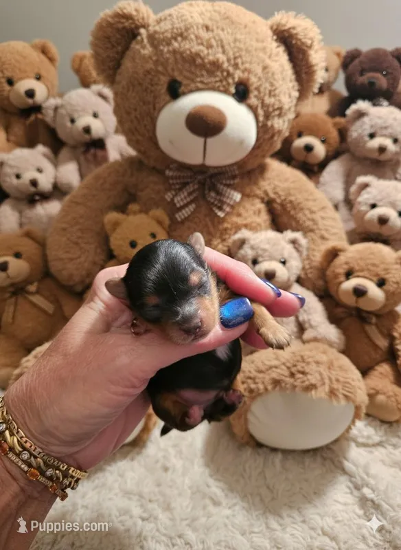 AKC Midnight  – Yorkshire Terrier puppy for sale in Valparaiso, IN