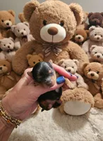 AKC Midnight , a male Yorkshire Terrier for sale in Valparaiso, IN – Photo 1 of 6