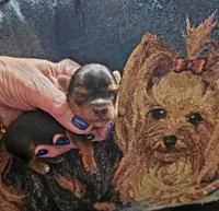 AKC Midnight , a male Yorkshire Terrier for sale in Valparaiso, IN – Photo 3 of 6