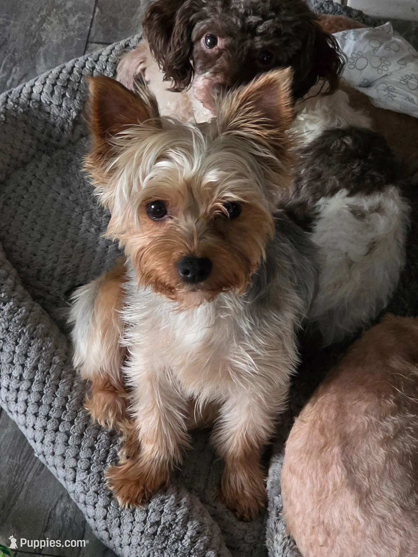AKC Midnight , a male Yorkshire Terrier for sale in Valparaiso, IN – Photo 5 of 6