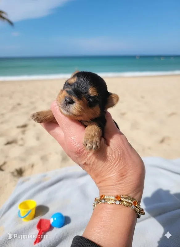AKC Midnight  – Yorkshire Terrier puppy for sale in Valparaiso, IN