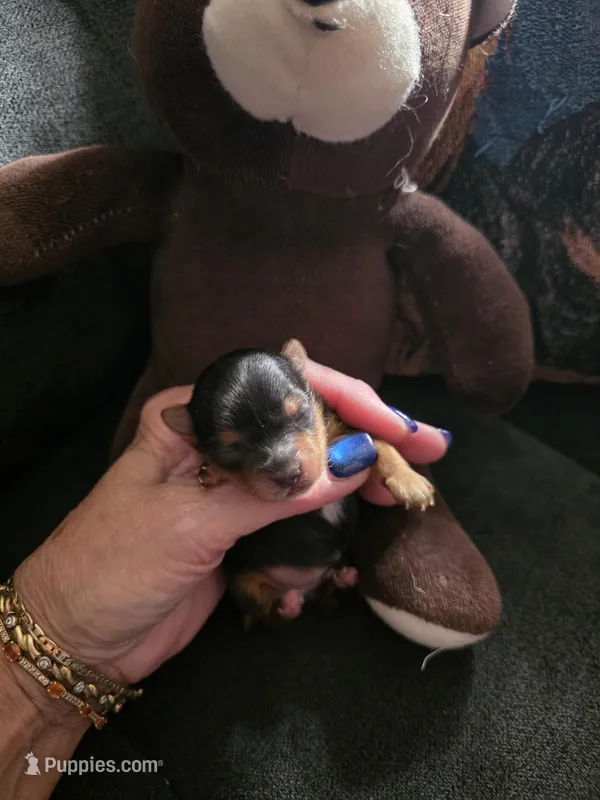 AKC Midnight  – Yorkshire Terrier puppy for sale in Valparaiso, IN