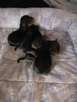 AKC Midnight , a male Yorkshire Terrier for sale in Valparaiso, IN – Photo 4 of 6