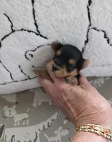 AKC Midnight (Teacup), a male Yorkshire Terrier for sale in Valparaiso, IN – 2 of 6