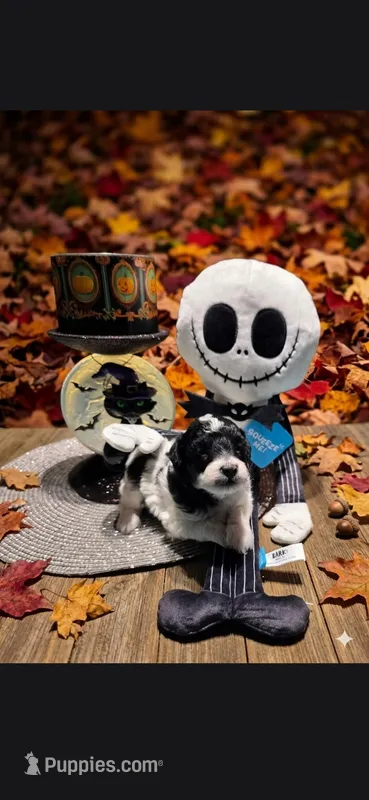 AKC JACK – Poodle - Toy  puppy for sale in Valparaiso, IN
