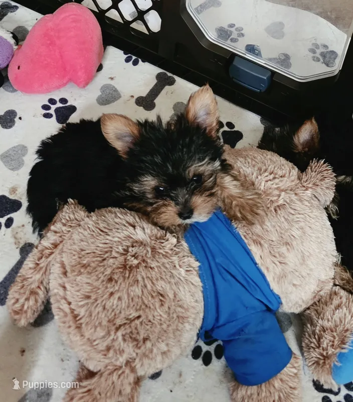 AKC Midnight (Teacup) – Yorkshire Terrier puppy for sale in Valparaiso, IN