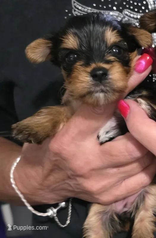 Roxy – Yorkshire Terrier puppy for sale in Valparaiso, IN