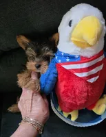 AKC Midnight (Teacup), a male Yorkshire Terrier for sale in Valparaiso, IN – 4 of 8