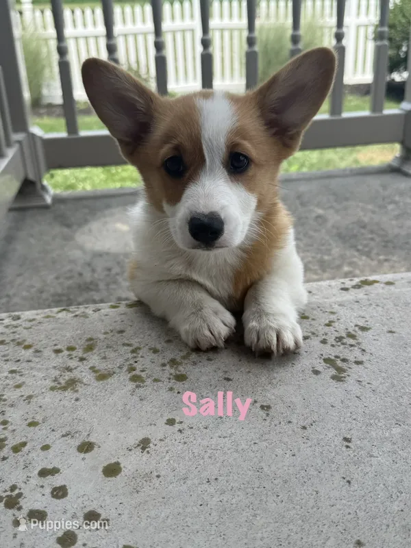 Sally – Pembroke Welsh Corgi puppy for sale in Gettysburg, PA