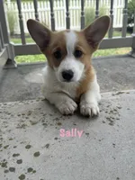 Sally, a female Pembroke Welsh Corgi for sale in Gettysburg, PA – 1 of 1