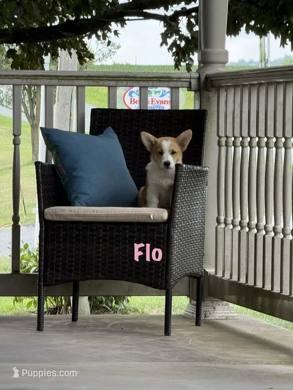 Flo – Pembroke Welsh Corgi puppy for sale in Gettysburg, PA