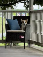 Flo, a female Pembroke Welsh Corgi for sale in Gettysburg, PA – 1 of 1