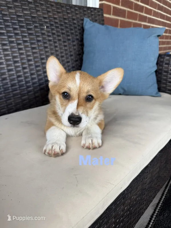Mater – Pembroke Welsh Corgi puppy for sale in Gettysburg, PA
