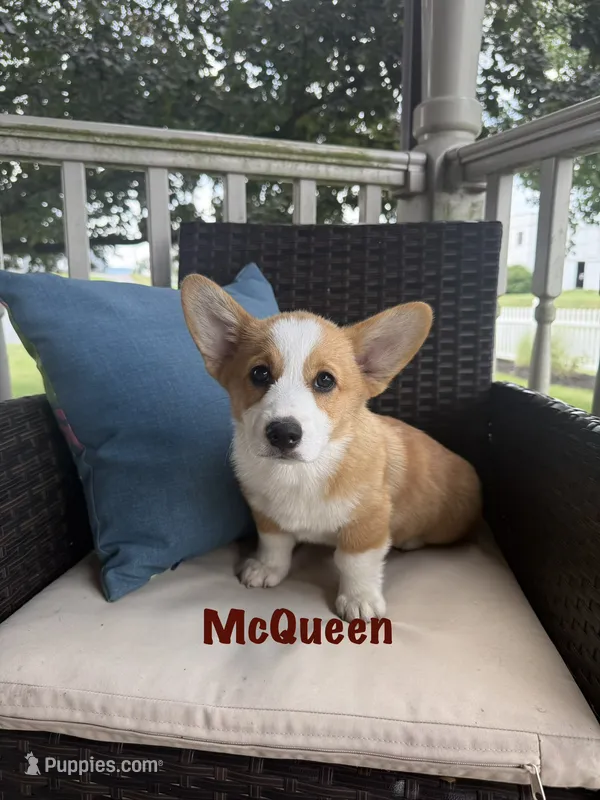 McQueen – Pembroke Welsh Corgi puppy for sale in Gettysburg, PA