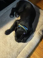 Ace, a male Cane Corso for sale in Oswego, NY – Photo 3 of 3