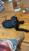 Ace, a male Cane Corso for sale in Oswego, NY – Photo 1 of 3