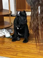 Ace, a male Cane Corso for sale in Oswego, NY – Photo 2 of 3