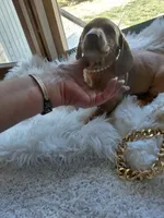 G-Tank, a male Miniature Dachshund for sale in Greeneville, TN – 1 of 5