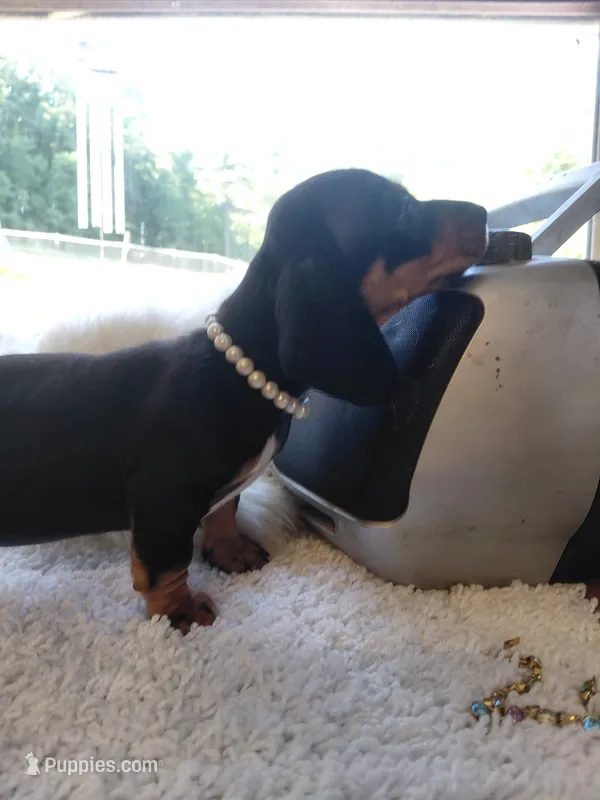 Jazzy Girl  – Miniature Dachshund puppy for sale in Greeneville, TN