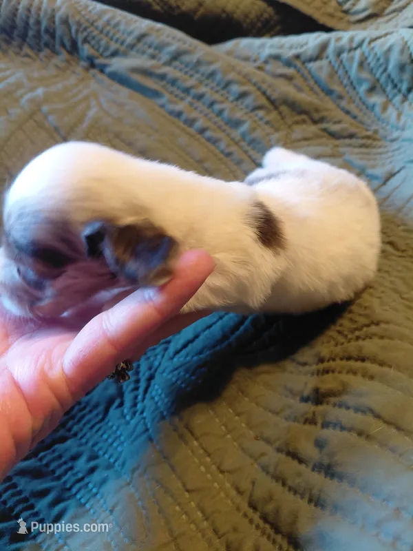 Princess  B2 – Miniature Dachshund puppy for sale in Greeneville, TN