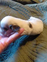 Princess  B2, a male Miniature Dachshund for sale in Greeneville, TN – 1 of 5