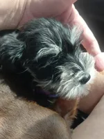 Snookie, a female Miniature Schnauzer for sale in Greeneville, TN – 1 of 4