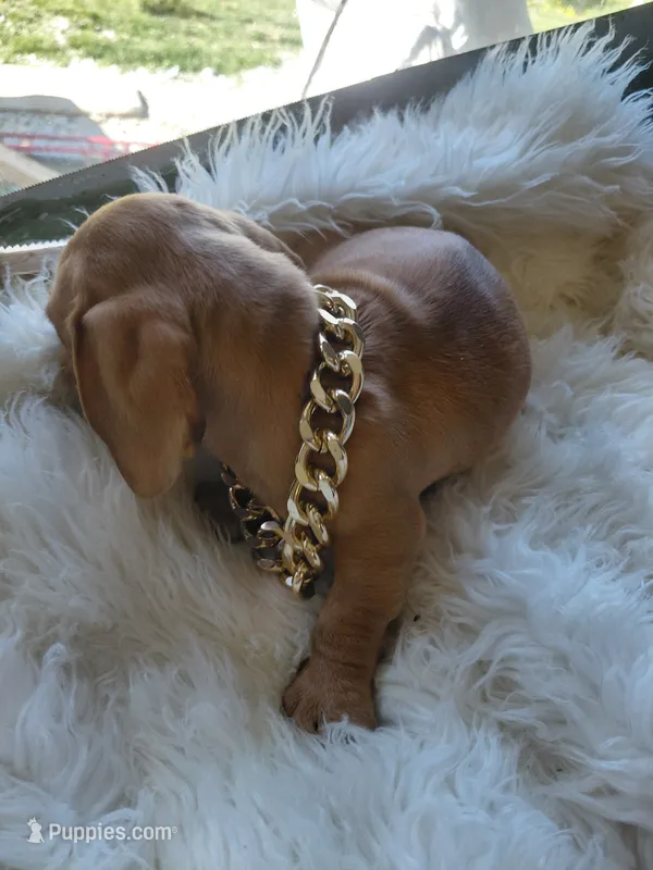 Peanut  – Miniature Dachshund puppy for sale in Greeneville, TN